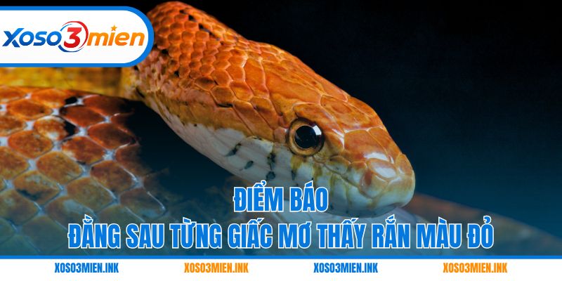 Điểm báo đằng sau từng giấc mơ thấy rắn màu đỏ