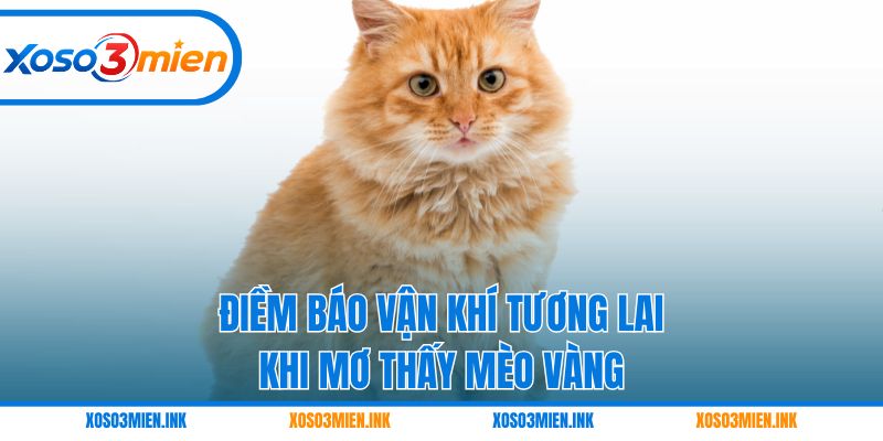 Điềm báo vận khí tương lai khi mơ thấy mèo vàng