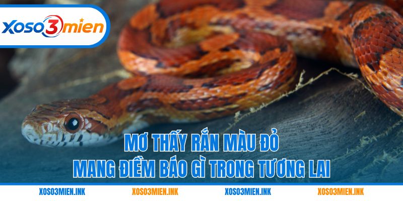 Mơ thấy rắn màu đỏ mang điềm báo gì trong tương lai