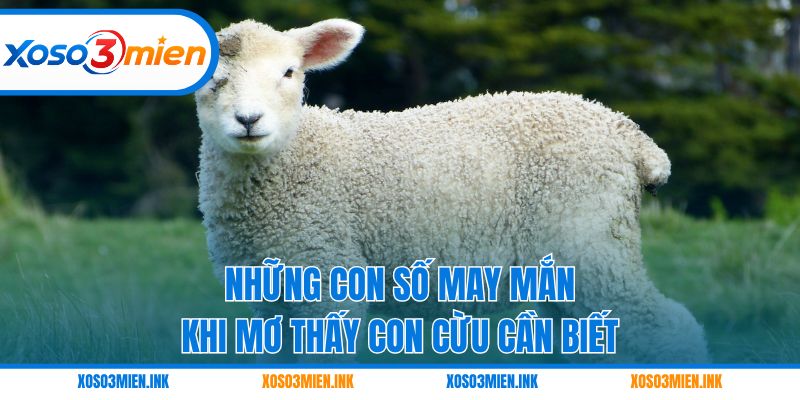 Những con số may mắn khi mơ thấy con cừu cần biết