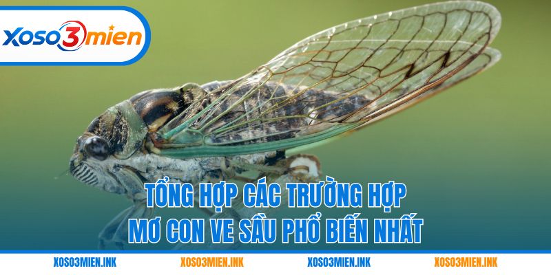 Tổng hợp các trường hợp mơ con ve sầu phổ biến nhất
